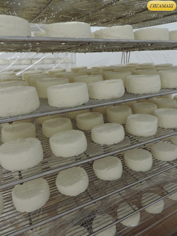 Производство мягких французских сыров с плесенью