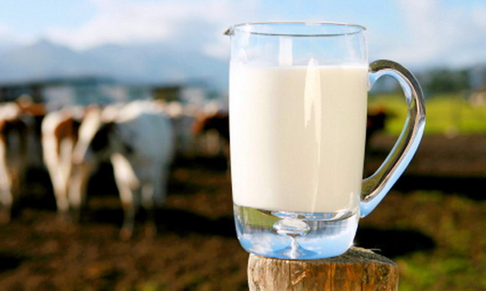 В Краснодарском крае начинаются первые выплаты субсидий на молоко